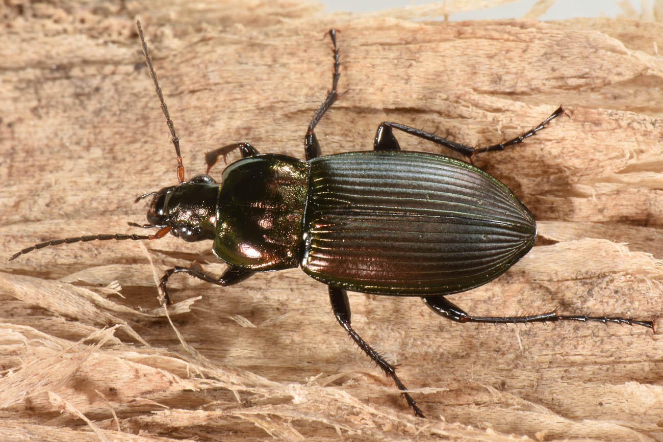 Carabidae: Poecilus cupreus?